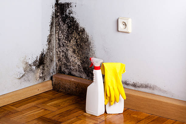 Best Residential Mold Removal  in Keeseville, NY