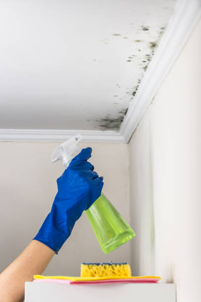 Professional Mold Removal in Keeseville, NY